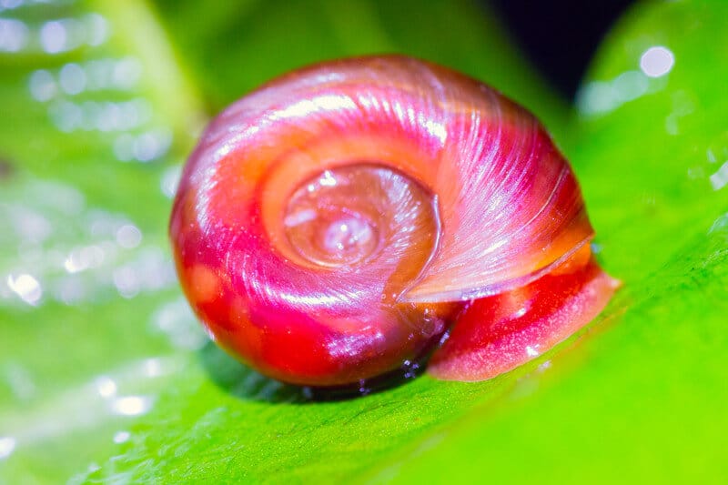 découvrez l'univers fascinant des escargots d'aquarium! apprenez à choisir, entretenir et intégrer ces créatures charmantes dans votre aquarium pour améliorer la qualité de l'eau tout en ajoutant une touche d'esthétique. idéal pour les débutants et les passionnés d'aquariophilie.