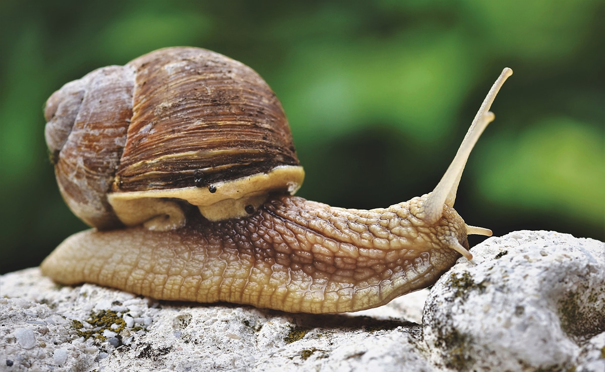 Les aliments toxiques chez les escargots : ce que vous devez savoir