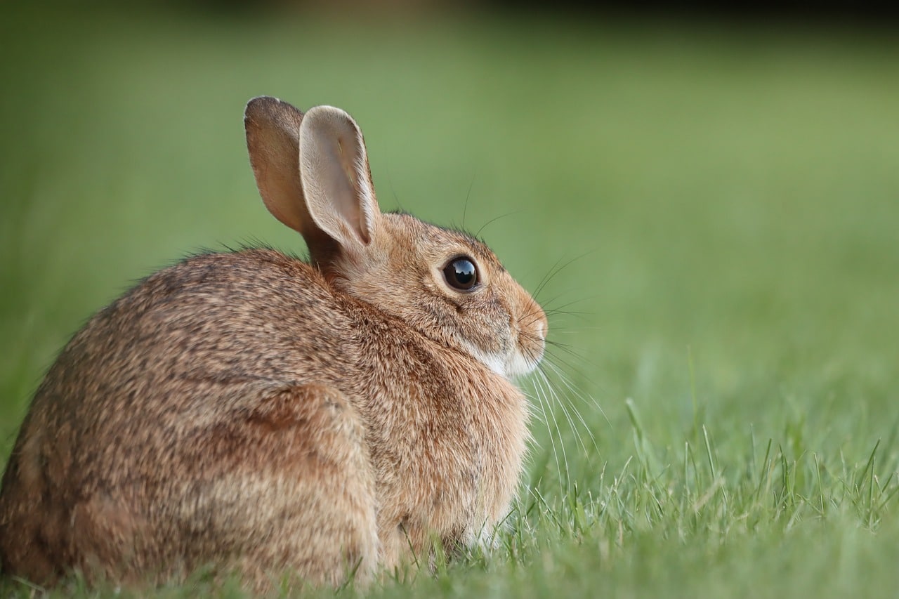 Comprendre la croute d’oreille chez les lapins : causes et solutions