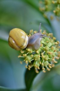 Les aliments toxiques chez les escargots : ce que vous devez savoir