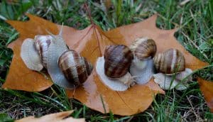 Les aliments toxiques chez les escargots : ce que vous devez savoir